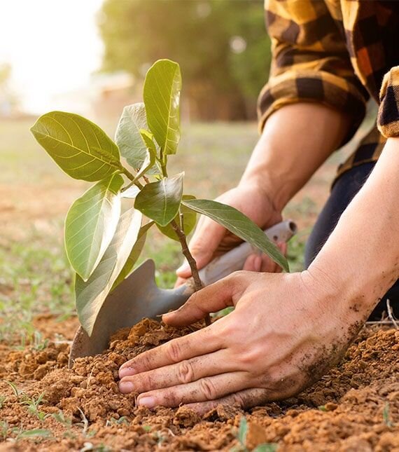 Hands planting a tree to promote sustainability in timber frame projects